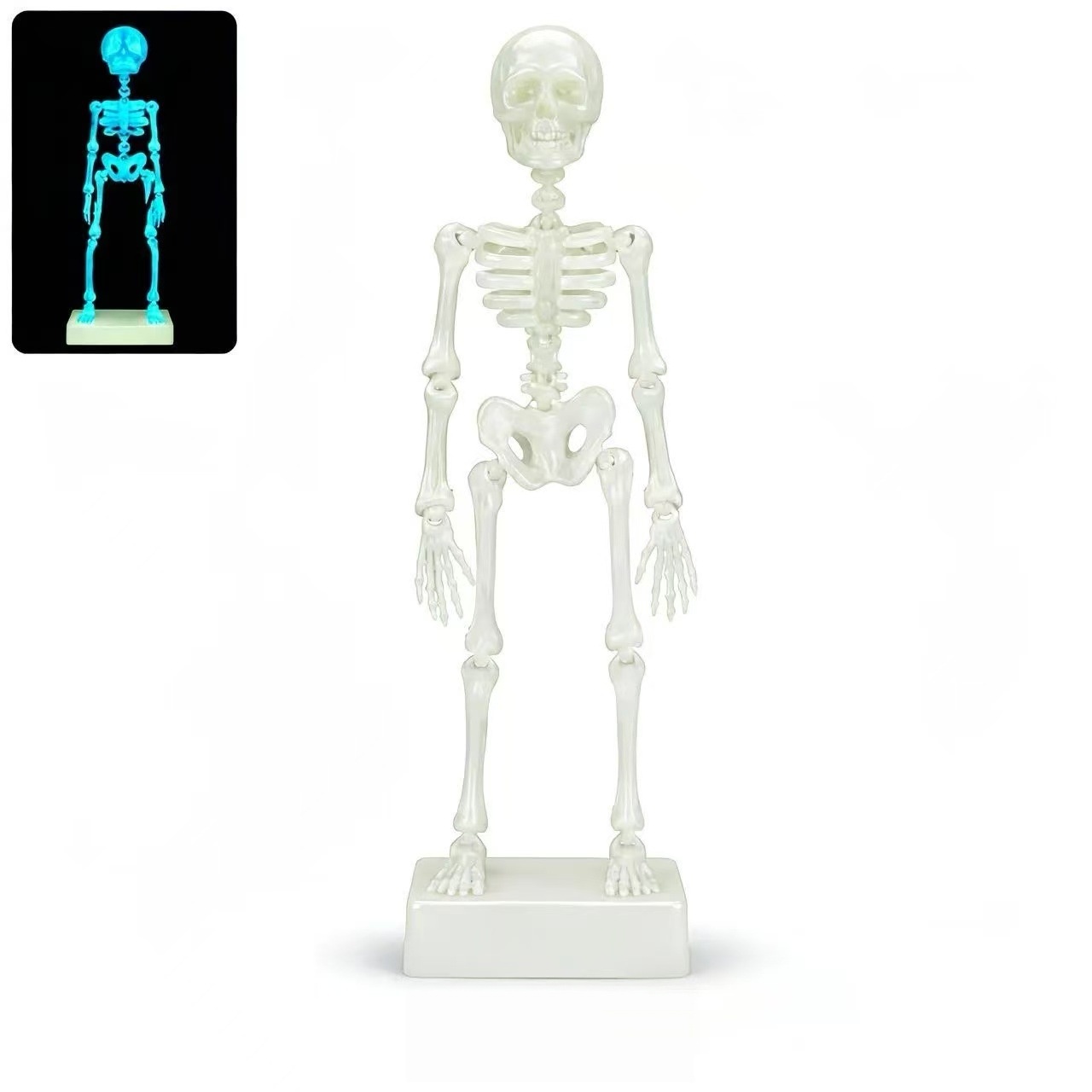 The Dancing Skeleton: A Must-Have for Your Fish Tank