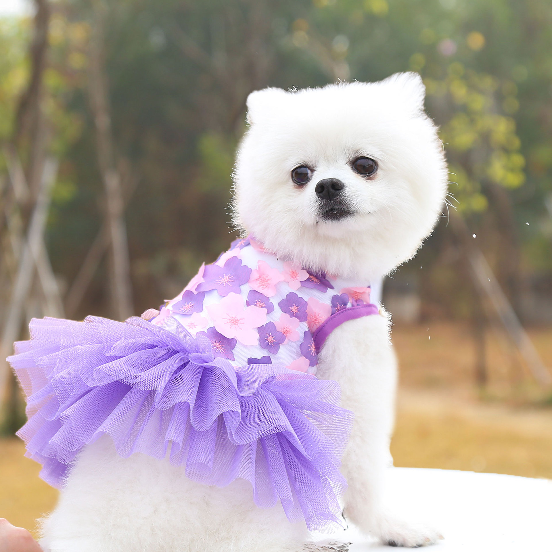 Pet Dogs and Cats, Peach-Blossom Dresses, Clothing for Poodles and Bichons, Pet Supplies, Dog Clothing Manufacturer and Wholesaler